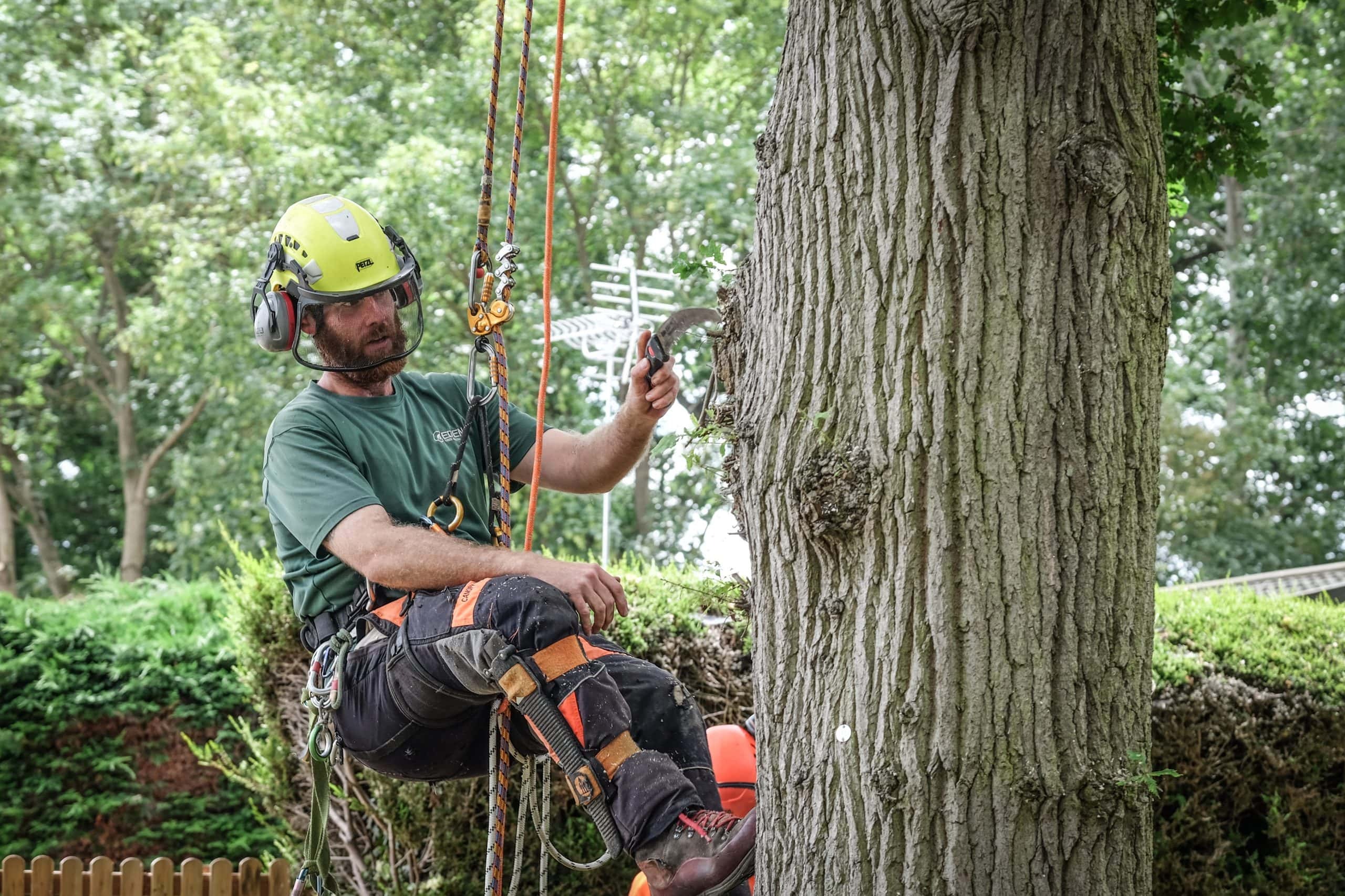 Long Lasting Tree Health with tree surgeon Heald Green Specialists